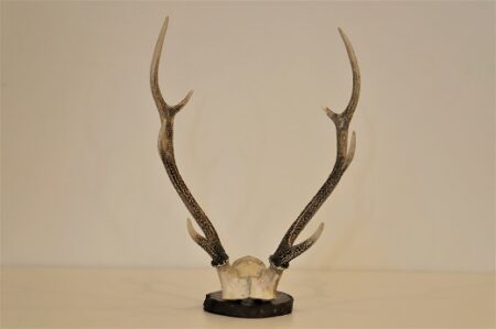 竹ニ蟹図柄　根付　江戸時代　日本本州鹿角製 竹ニ蟹図柄 根付 江戸時代 日本本州鹿角製